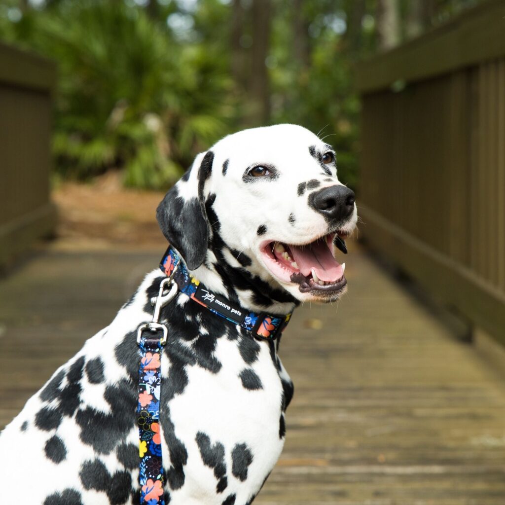 130512491_407603646956619_4434630326468252549_n