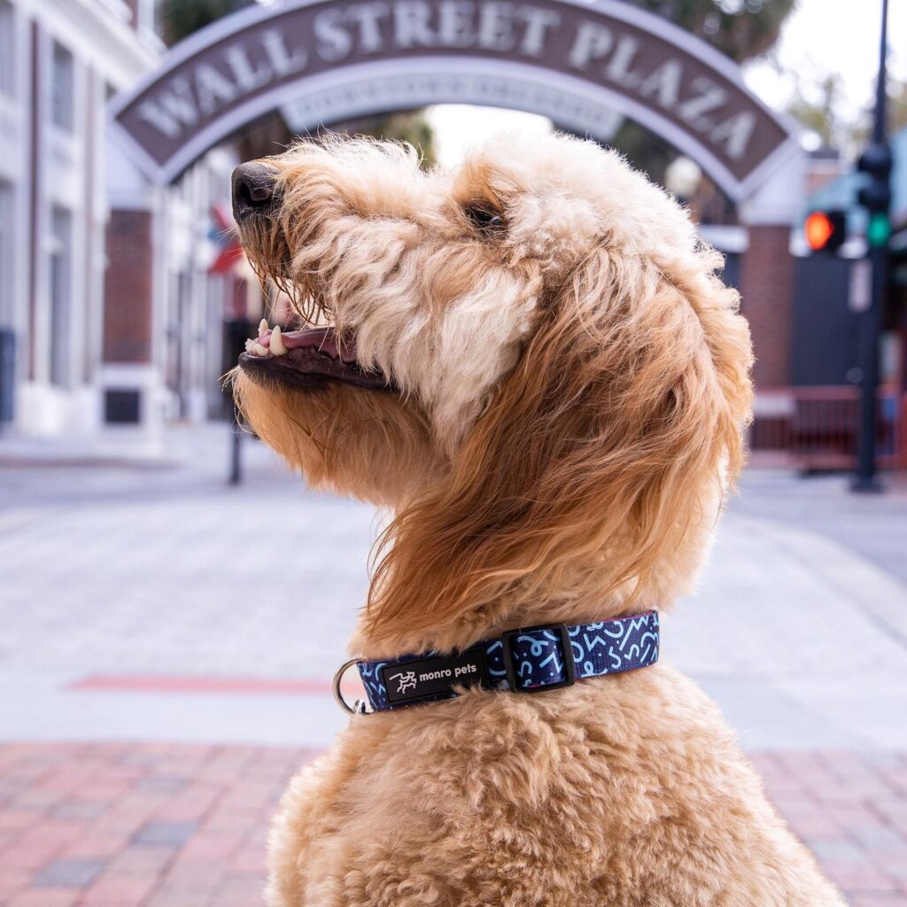 137238095_893451231194557_3804283780017530380_n